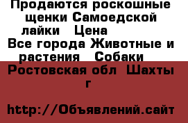 Продаются роскошные щенки Самоедской лайки › Цена ­ 40 000 - Все города Животные и растения » Собаки   . Ростовская обл.,Шахты г.